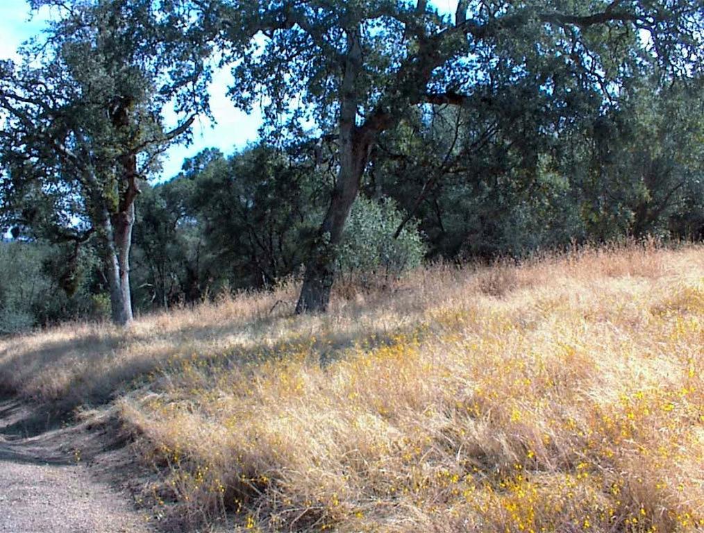 562 Daffodil Ln, Yokuts Valley, CA 93675