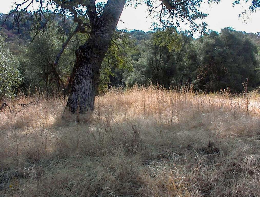 562 Daffodil Ln, Yokuts Valley, CA 93675