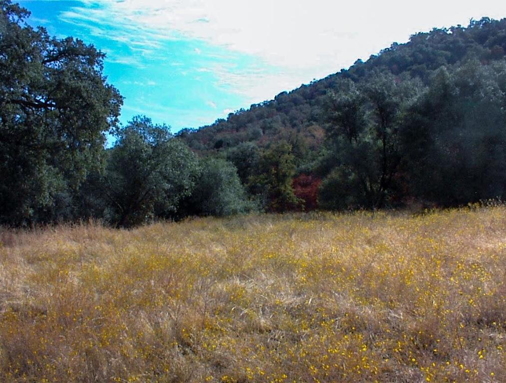 562 Daffodil Ln, Yokuts Valley, CA 93675