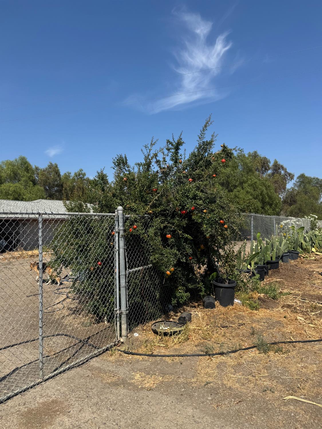 12201 W Valpico Rd, Tracy, CA 95377