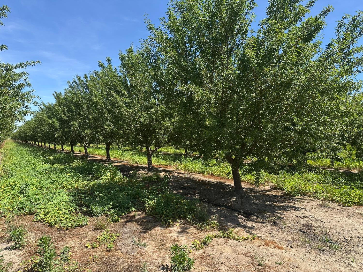 1 Rose Ave, Selma, CA 93662
