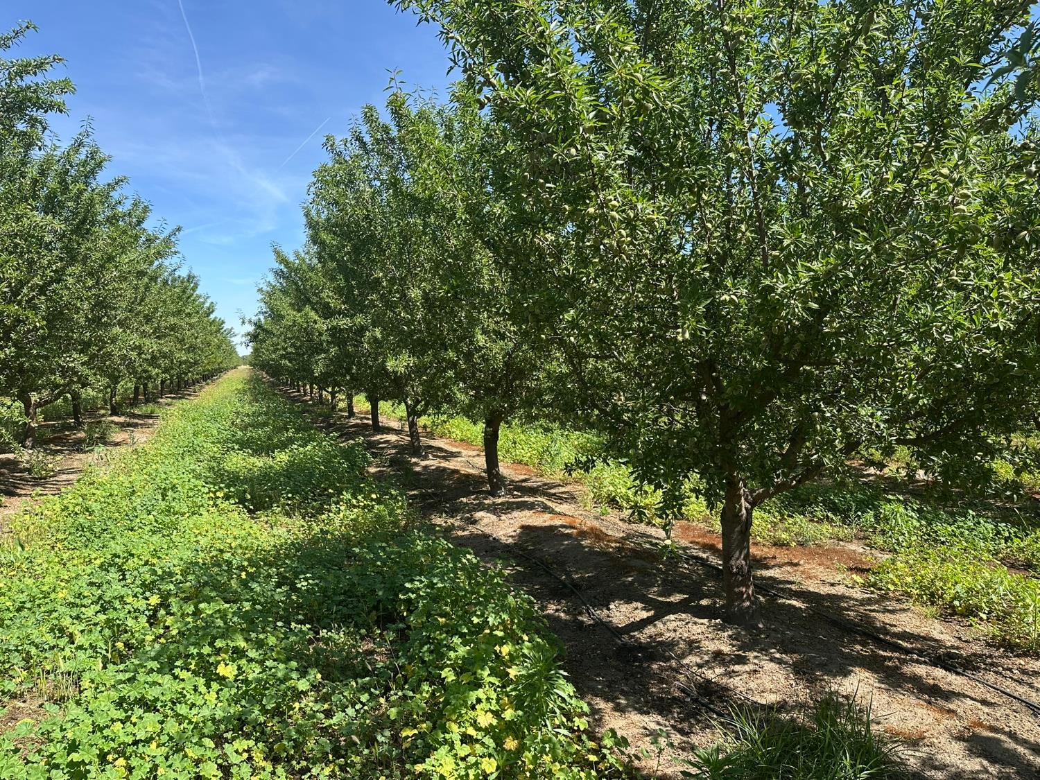 1 Rose Ave, Selma, CA 93662