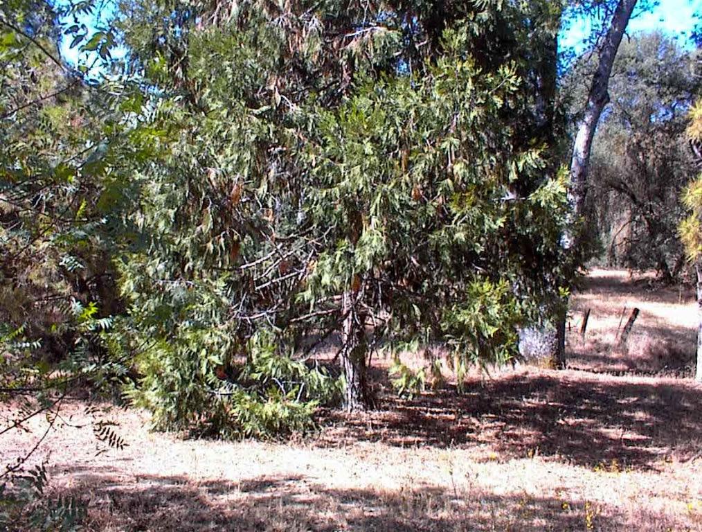 37033 Dunlap Rd, Yokuts Valley, CA 93675