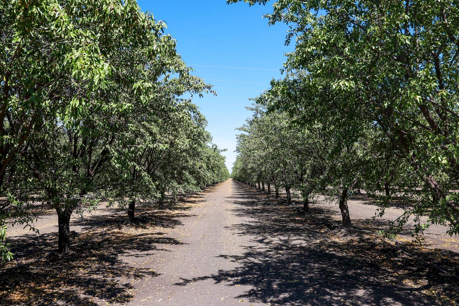 0 0 Springfield Ave, San Joaquin, CA 93660