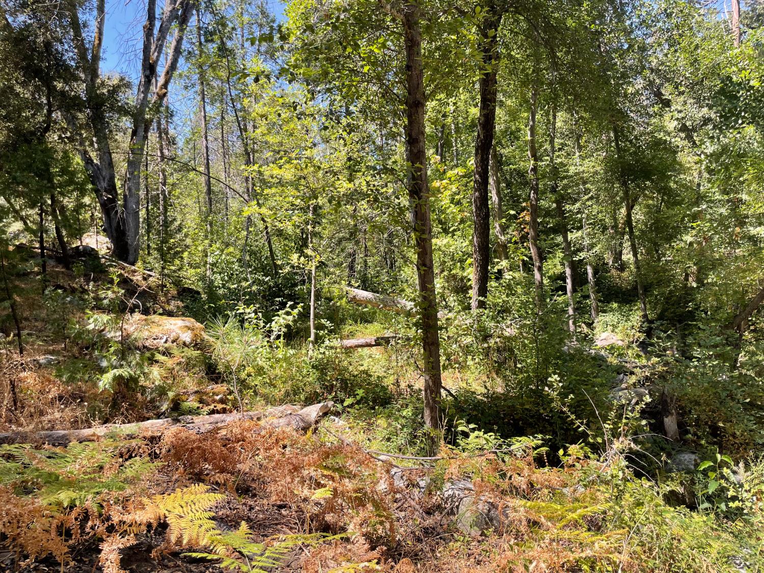 5601 Red Ibis Ct, Mariposa, CA 95338