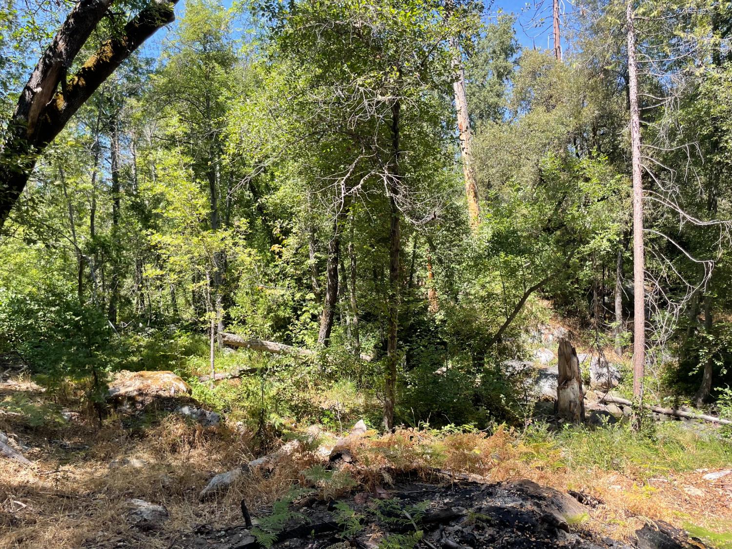 5601 Red Ibis Ct, Mariposa, CA 95338
