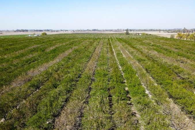 0 0 Lacey Blvd, Lemoore, CA 93245