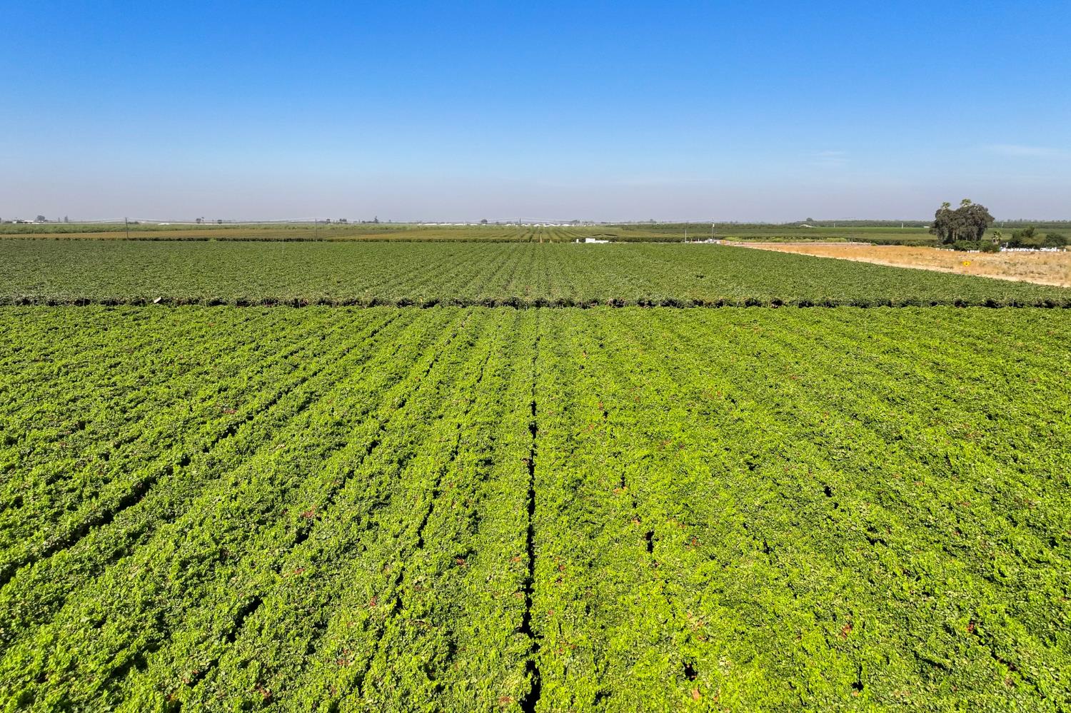 0 0 Road 88, Dinuba, CA 93618