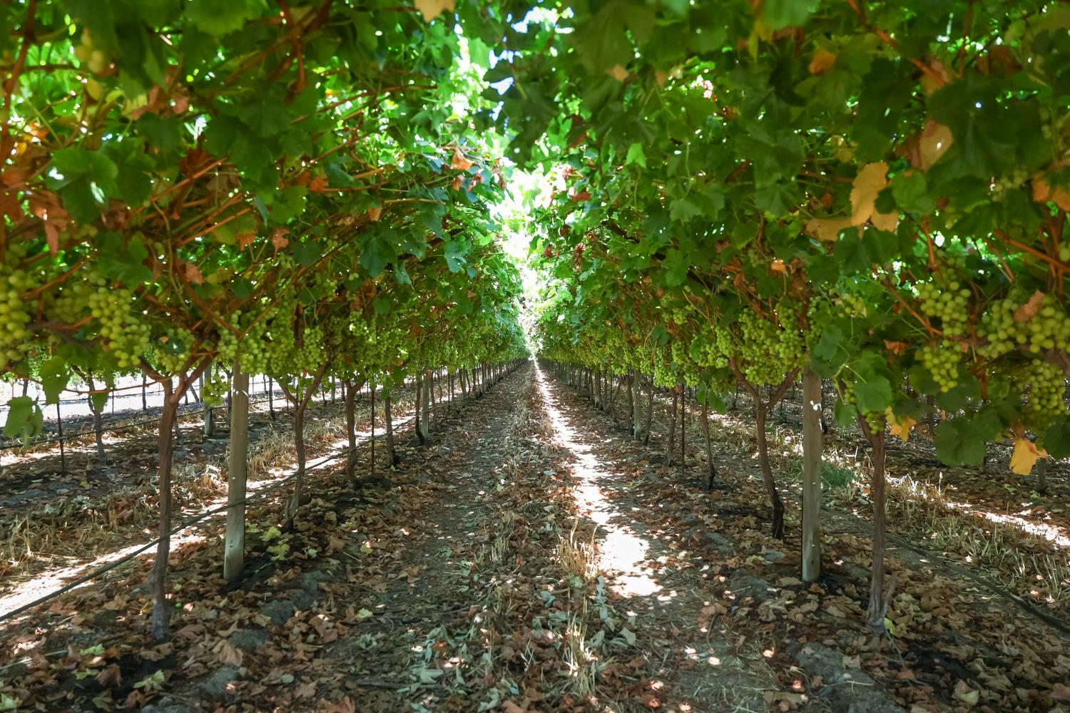 0 0 Road 88, Dinuba, CA 93618