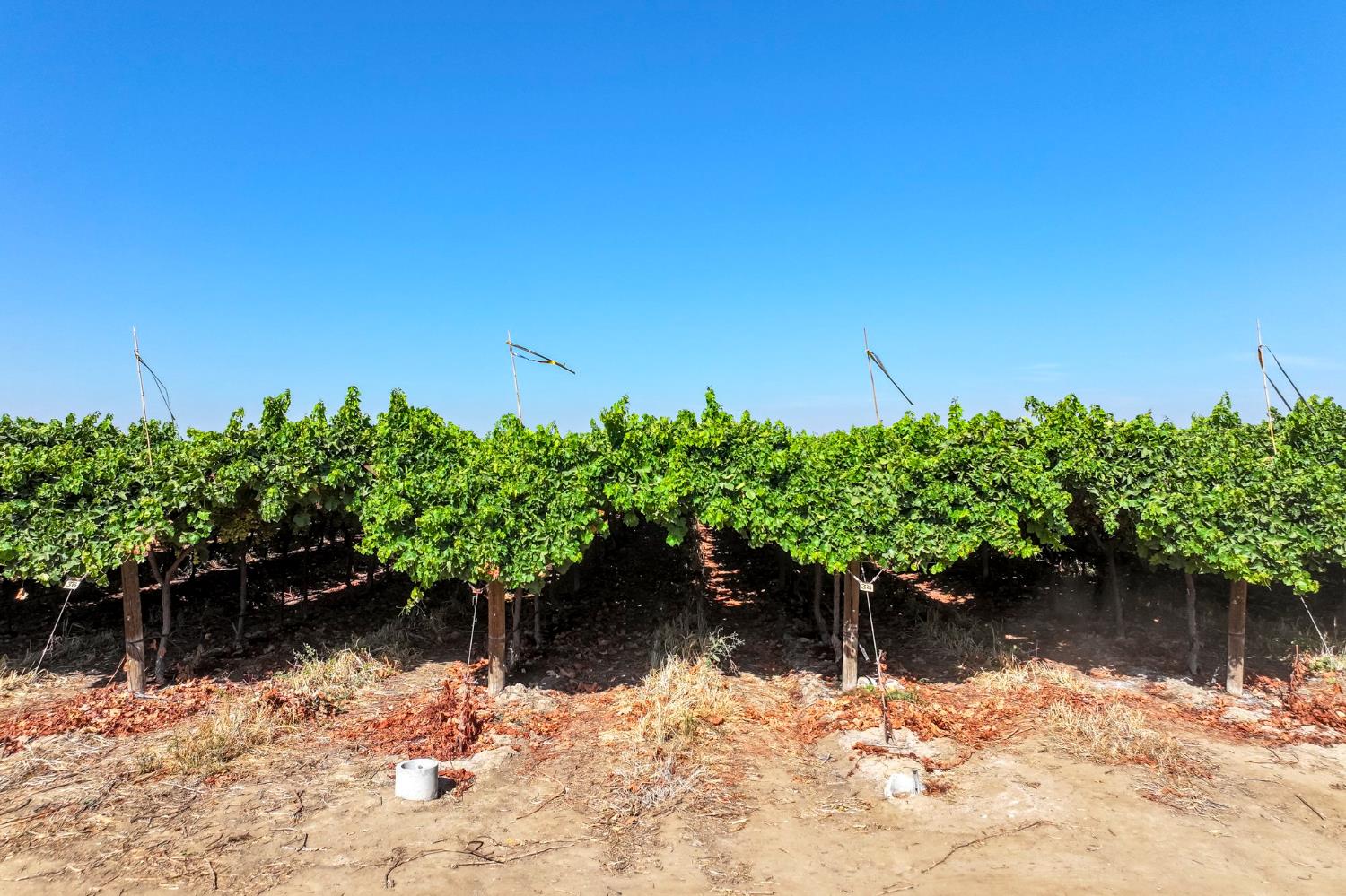 0 0 Road 88, Dinuba, CA 93618