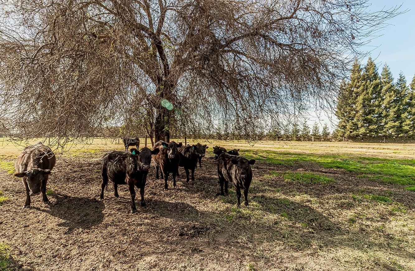 3670 S Newmark Ave, Sanger, CA 93654
