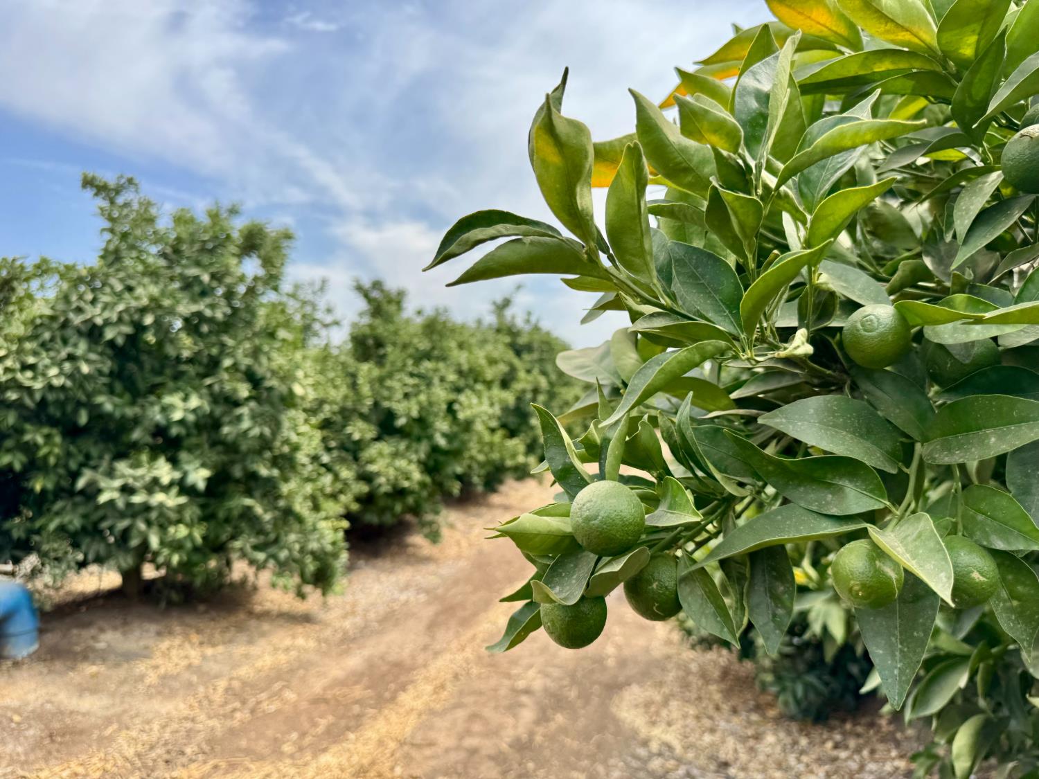 68 Avenue, Terra Bella, CA 93270