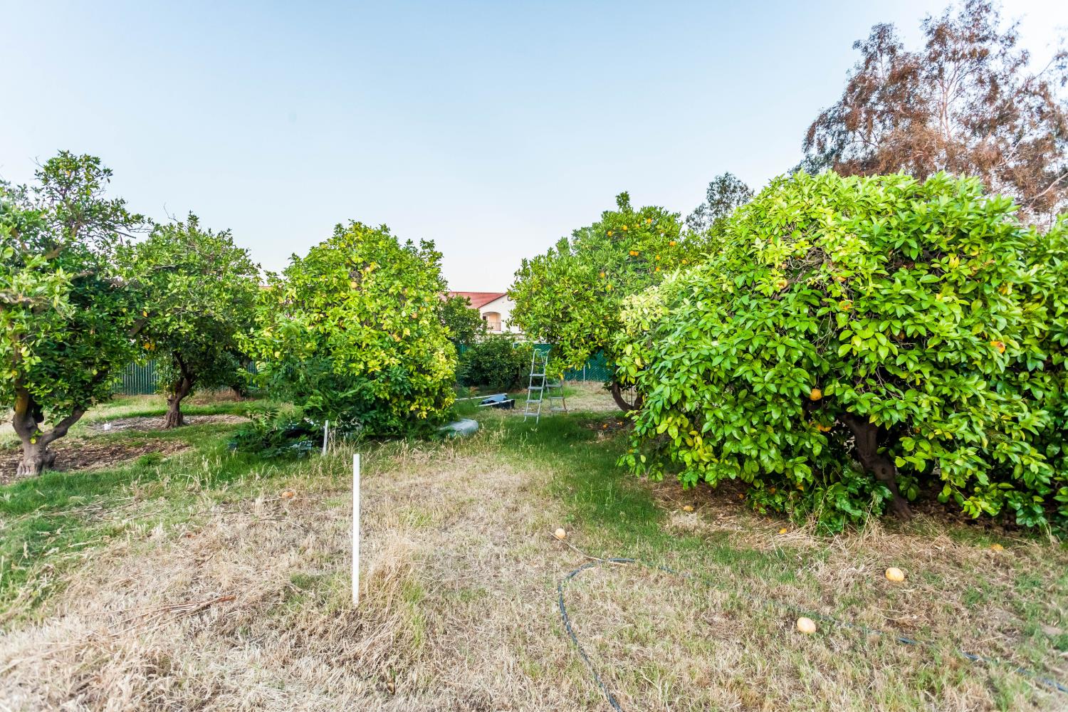 7464 Paula Ave., Clovis, CA 93611