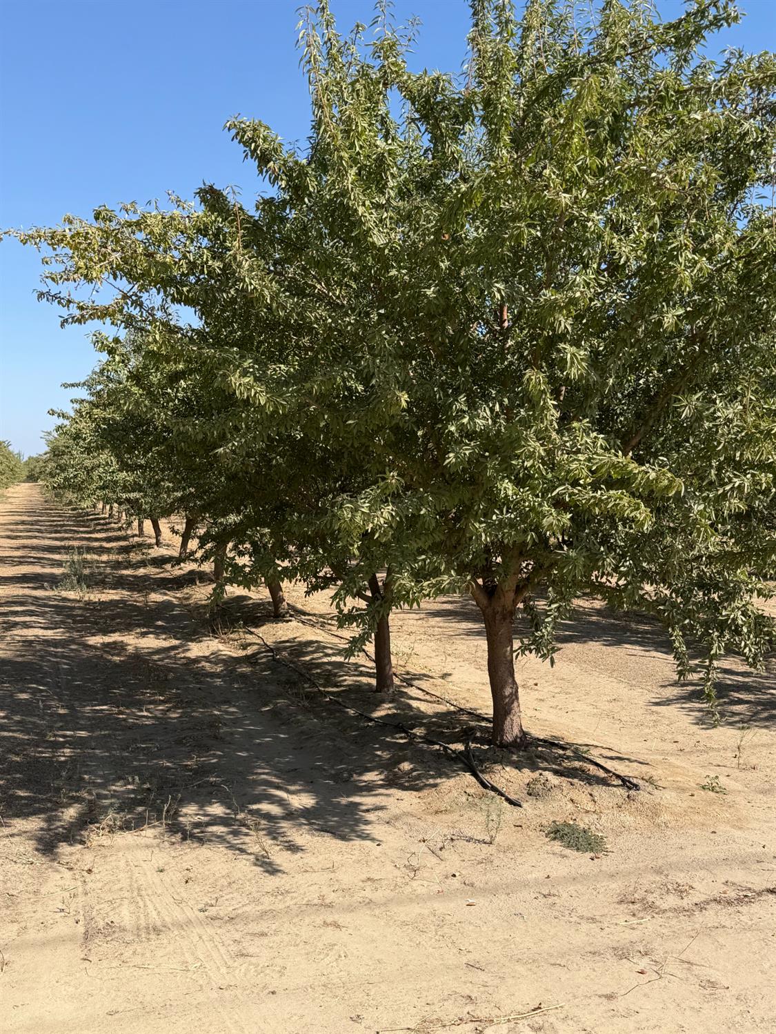 9134 S Leonard, Selma, CA 93662