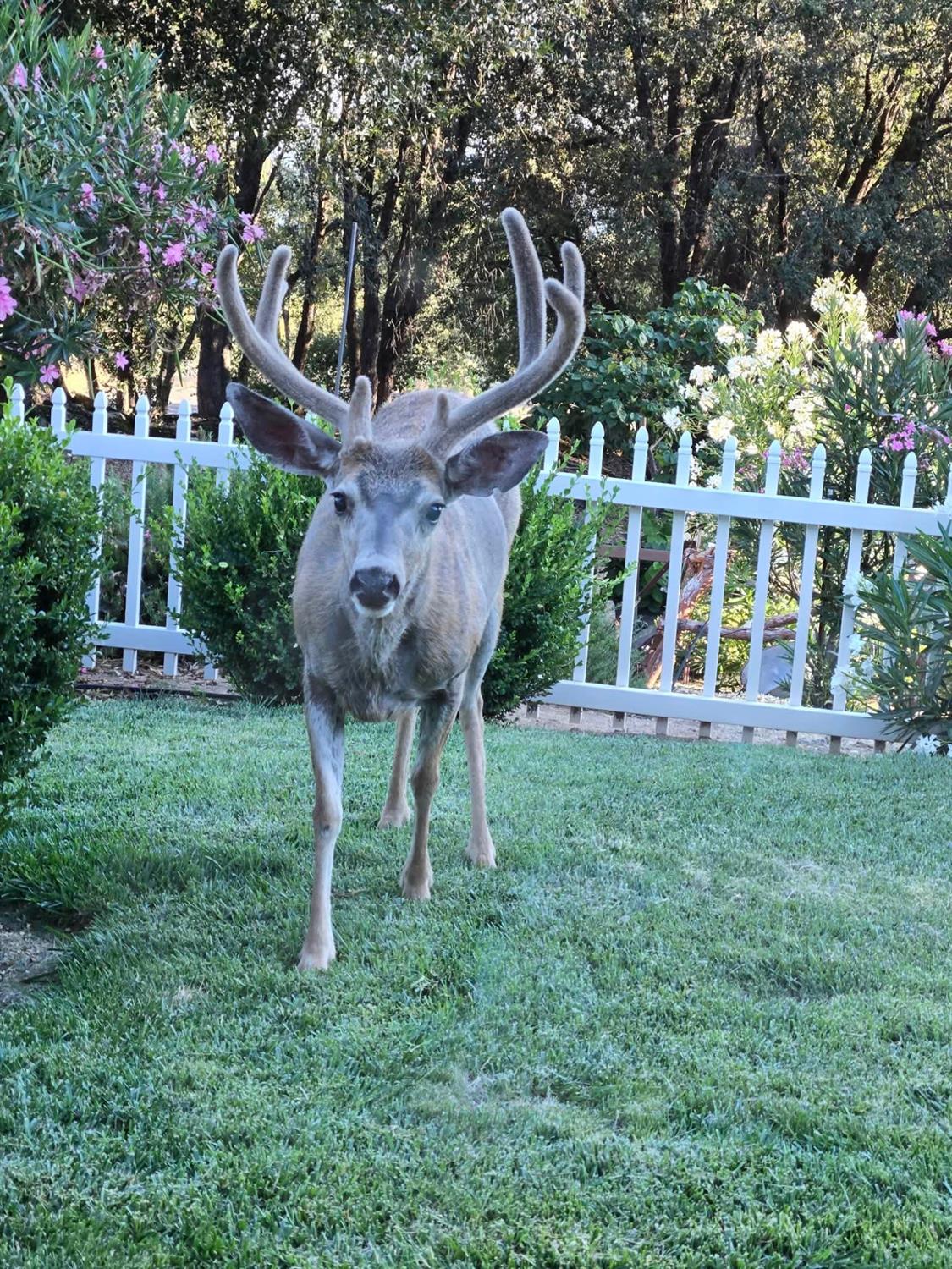5811 Illilouette Fls, Mariposa, CA 95338