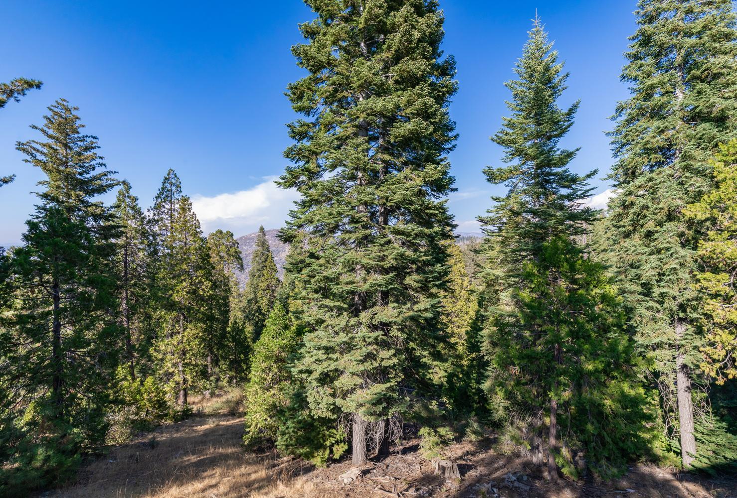 38681 N Applewine, Shaver Lake, CA 93664