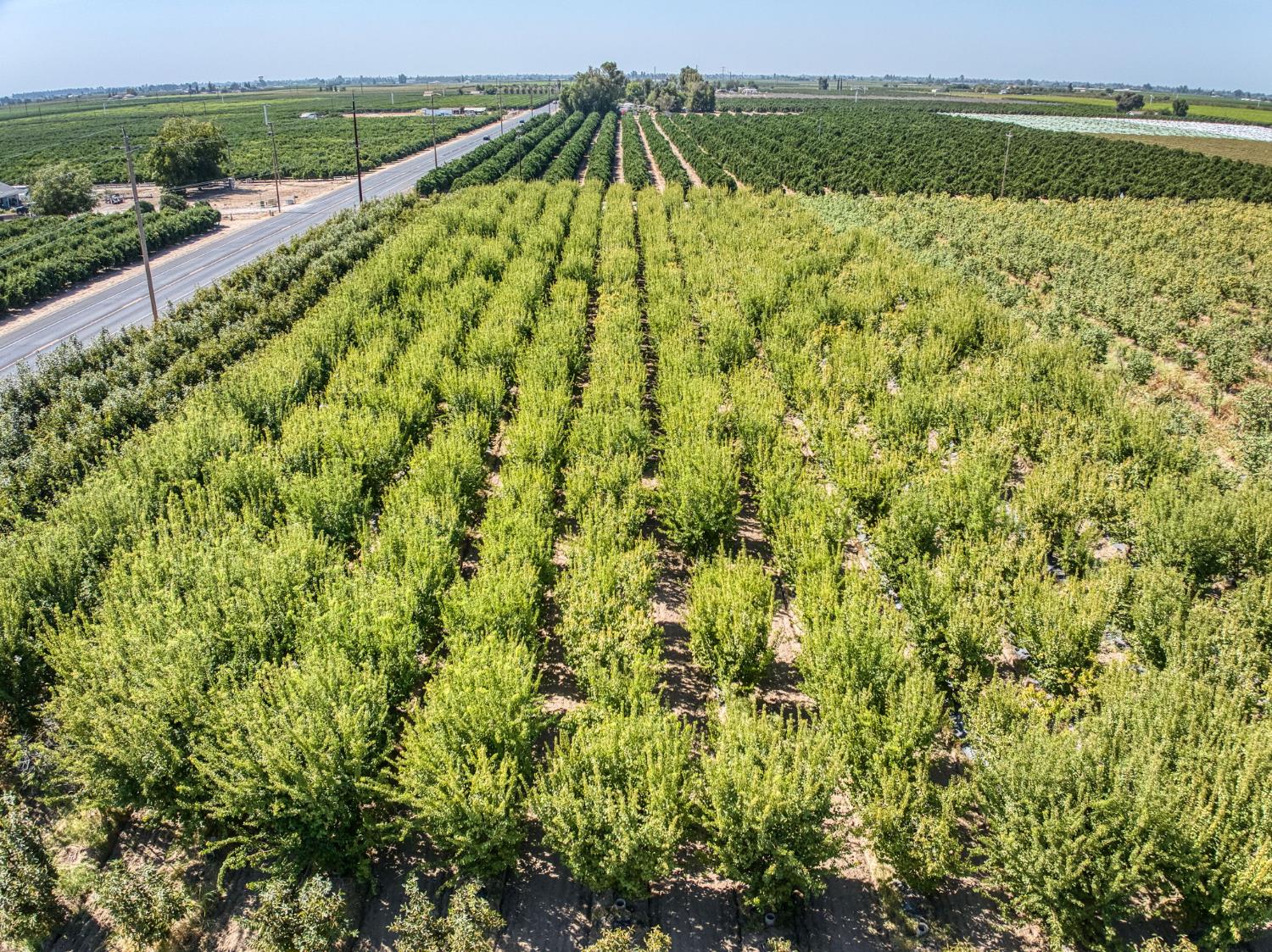 1 TBD, Reedley, CA 93654