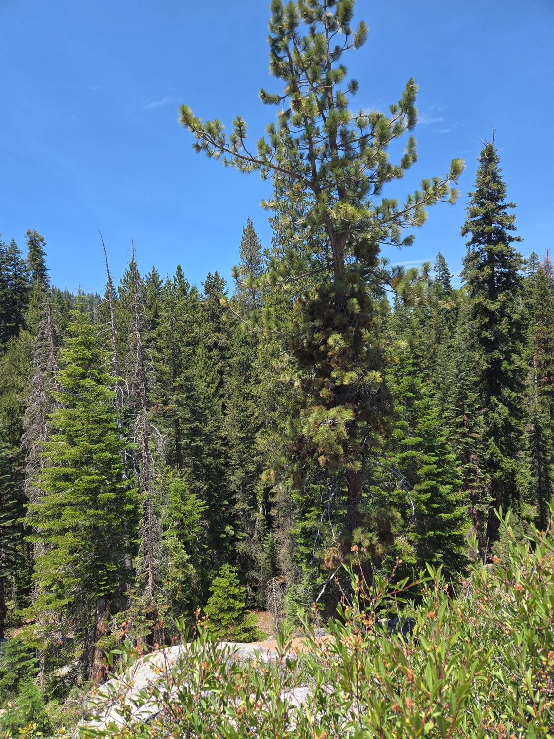 64949 Generals Highway, Sequoia National Prk, CA 93633
