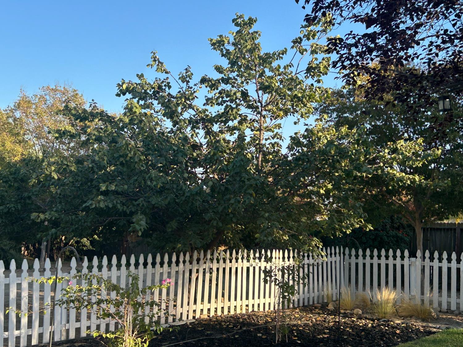 9695 Heatherhearst Dr, Chowchilla, CA 93610