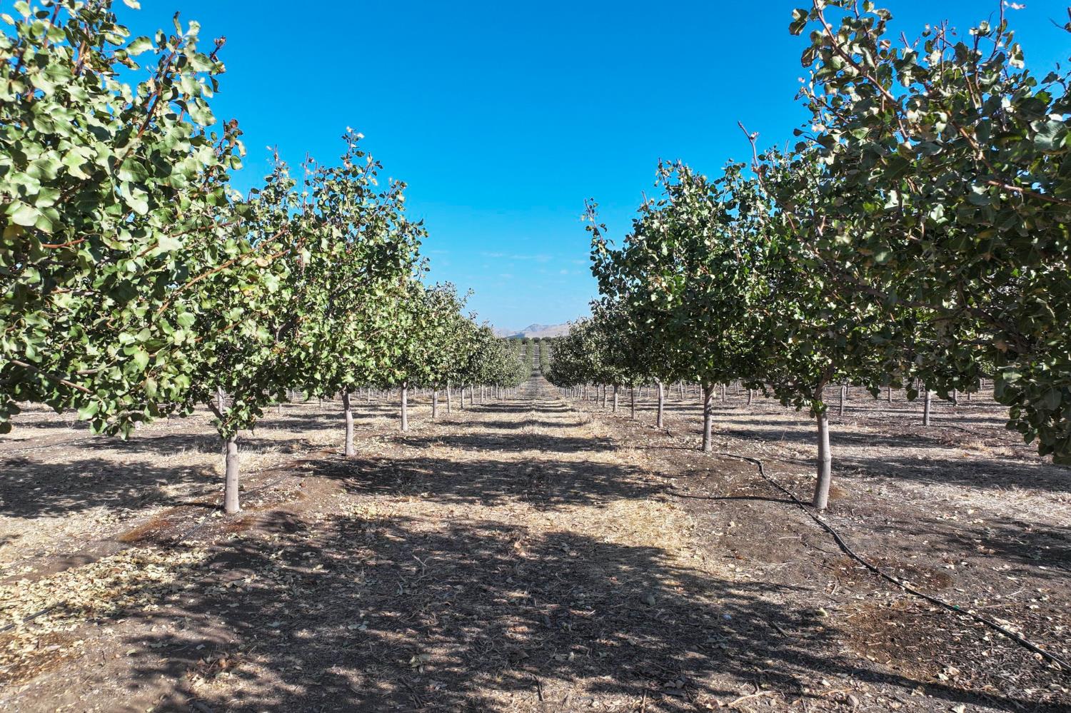 26954 Avenue 96, Terra Bella, CA 93270