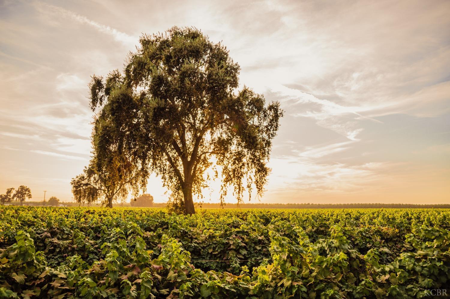 18896 Grangeville Blvd, Lemoore, CA 93245