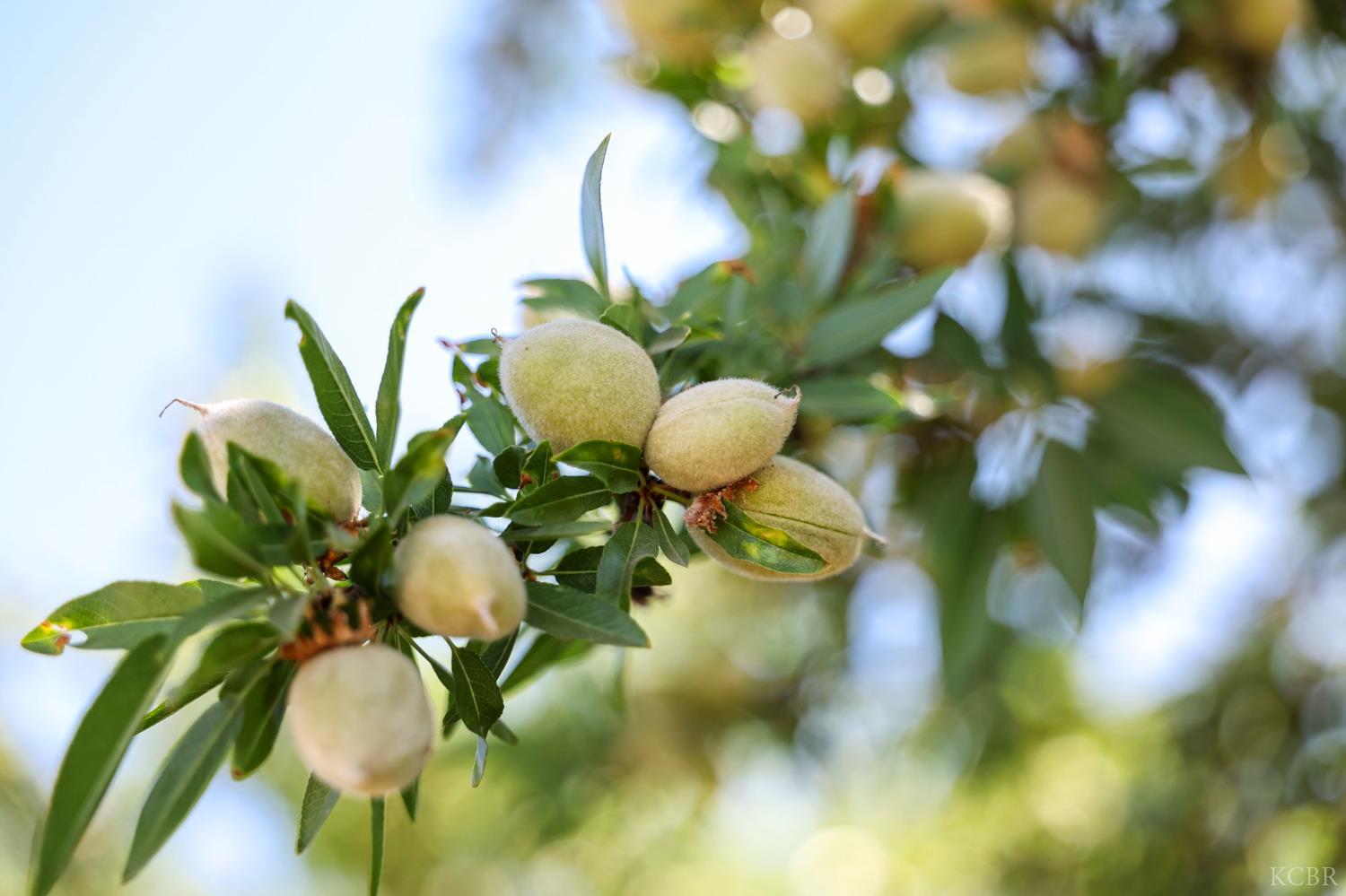 7476 E Mt. Whitney Ave, Laton, CA 93242