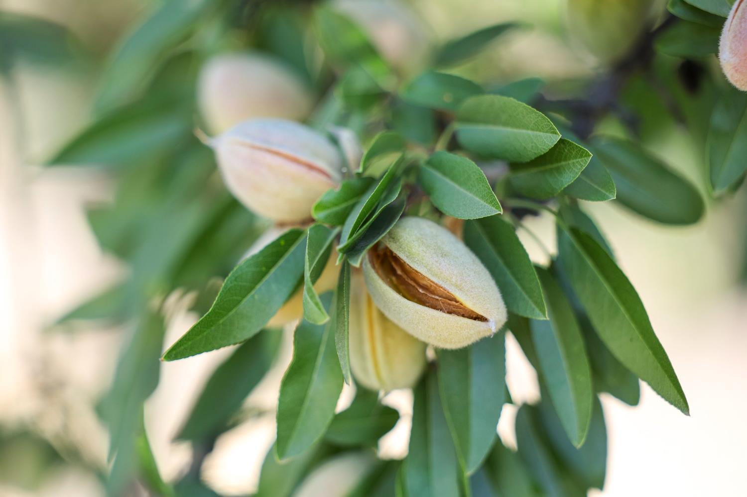 7476 E Mt. Whitney Ave, Laton, CA 93242