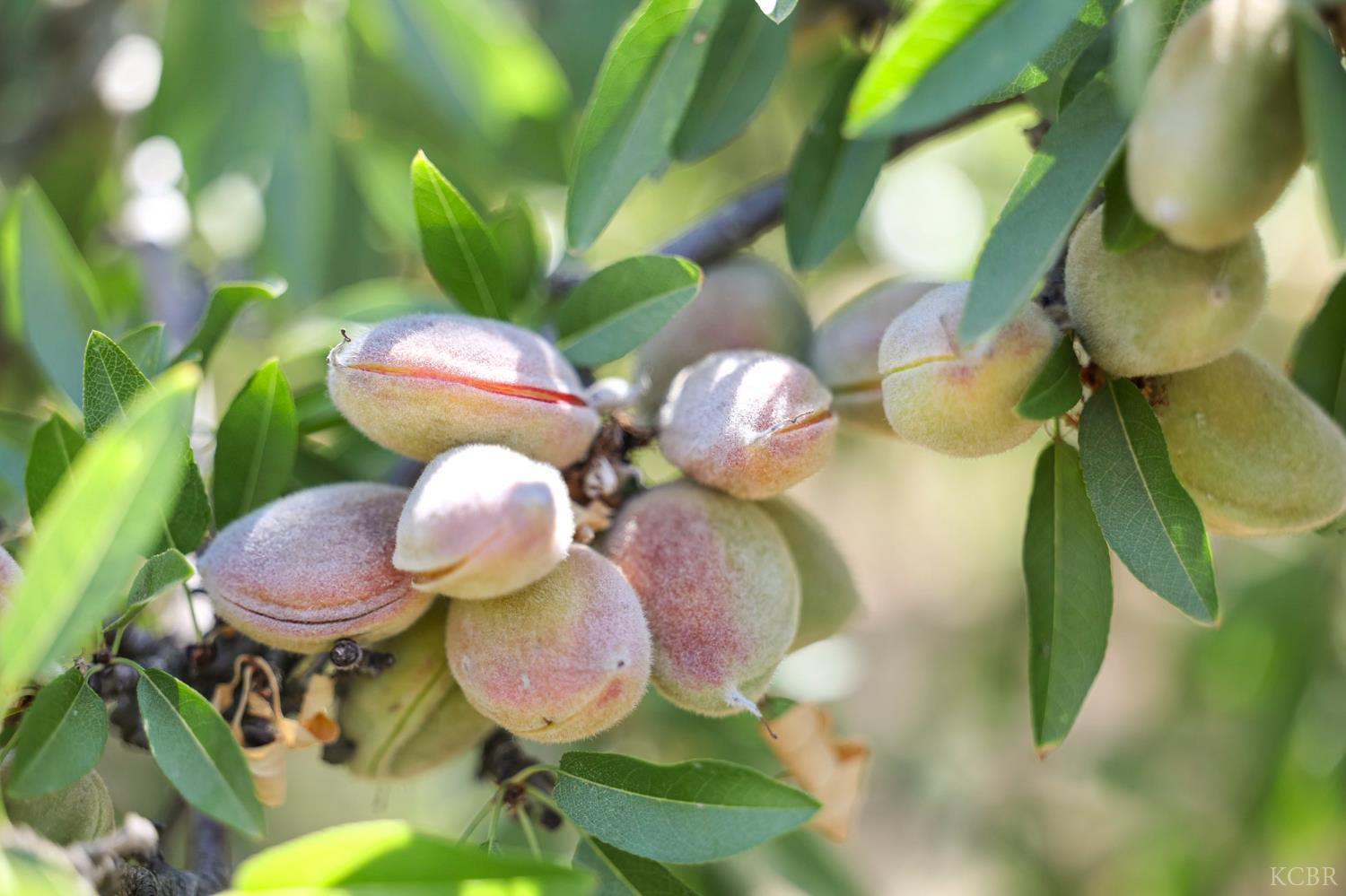 7476 E Mt. Whitney Ave, Laton, CA 93242