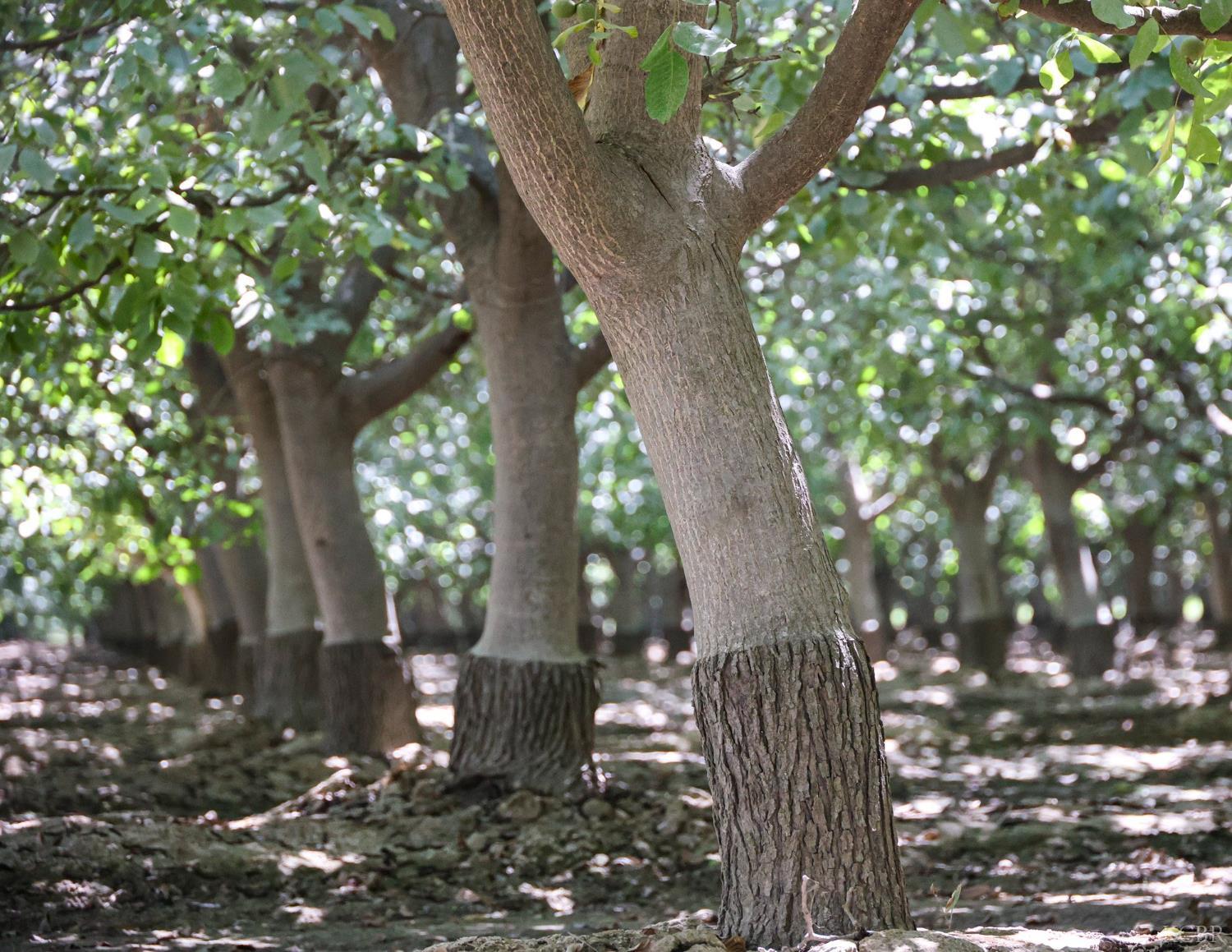 8651 Corona Ave, Laton, CA 93242