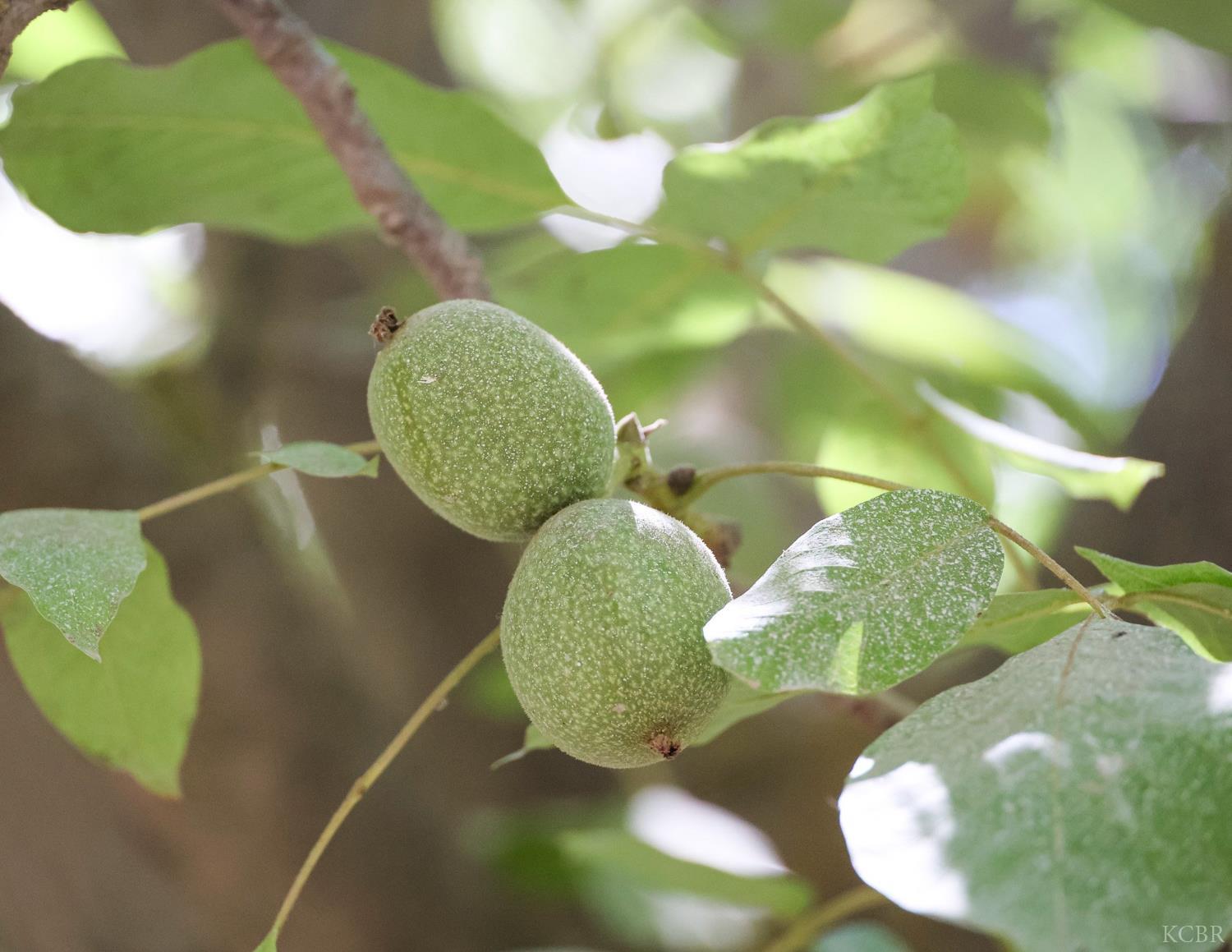 8651 Corona Ave, Laton, CA 93242