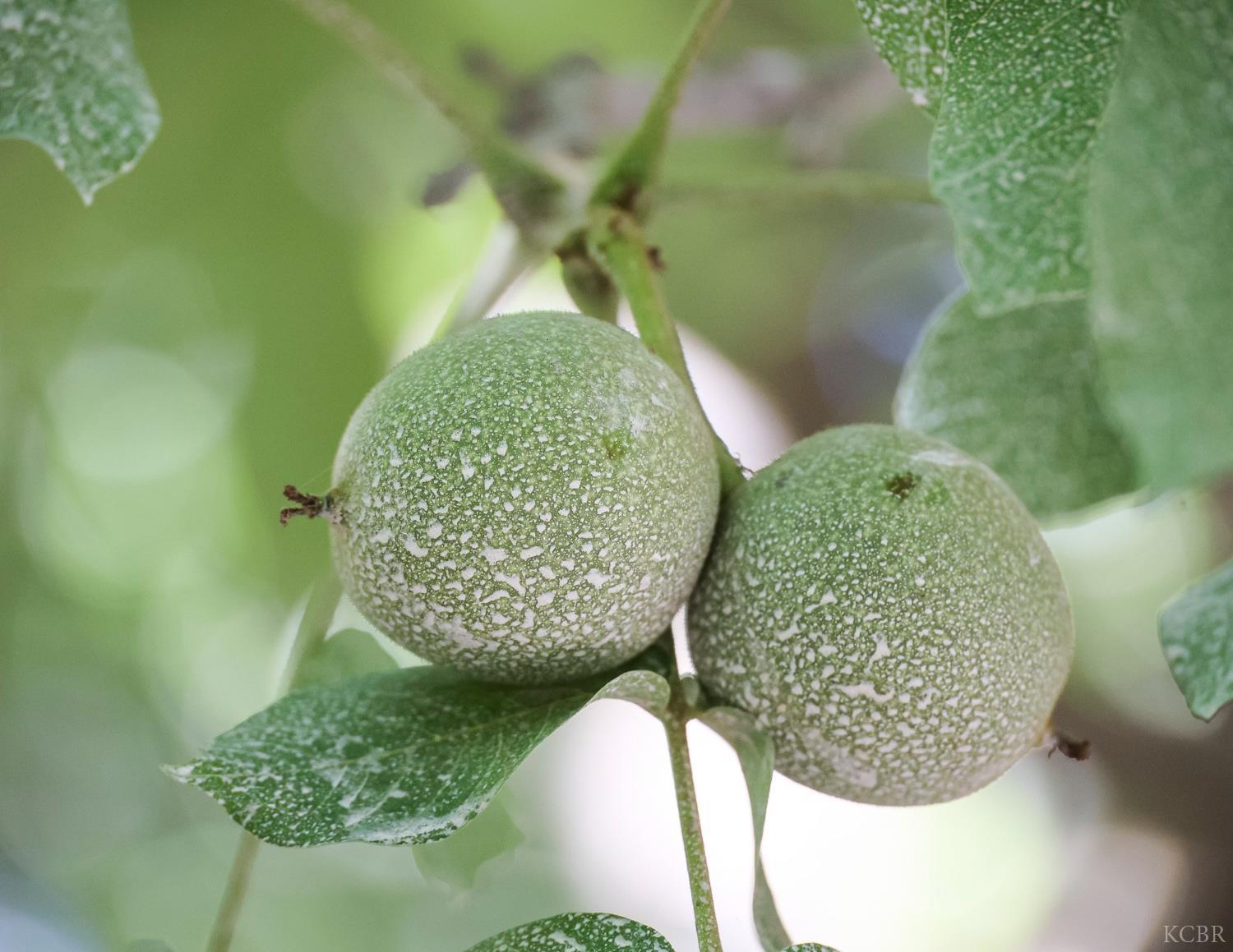 8651 Corona Ave, Laton, CA 93242