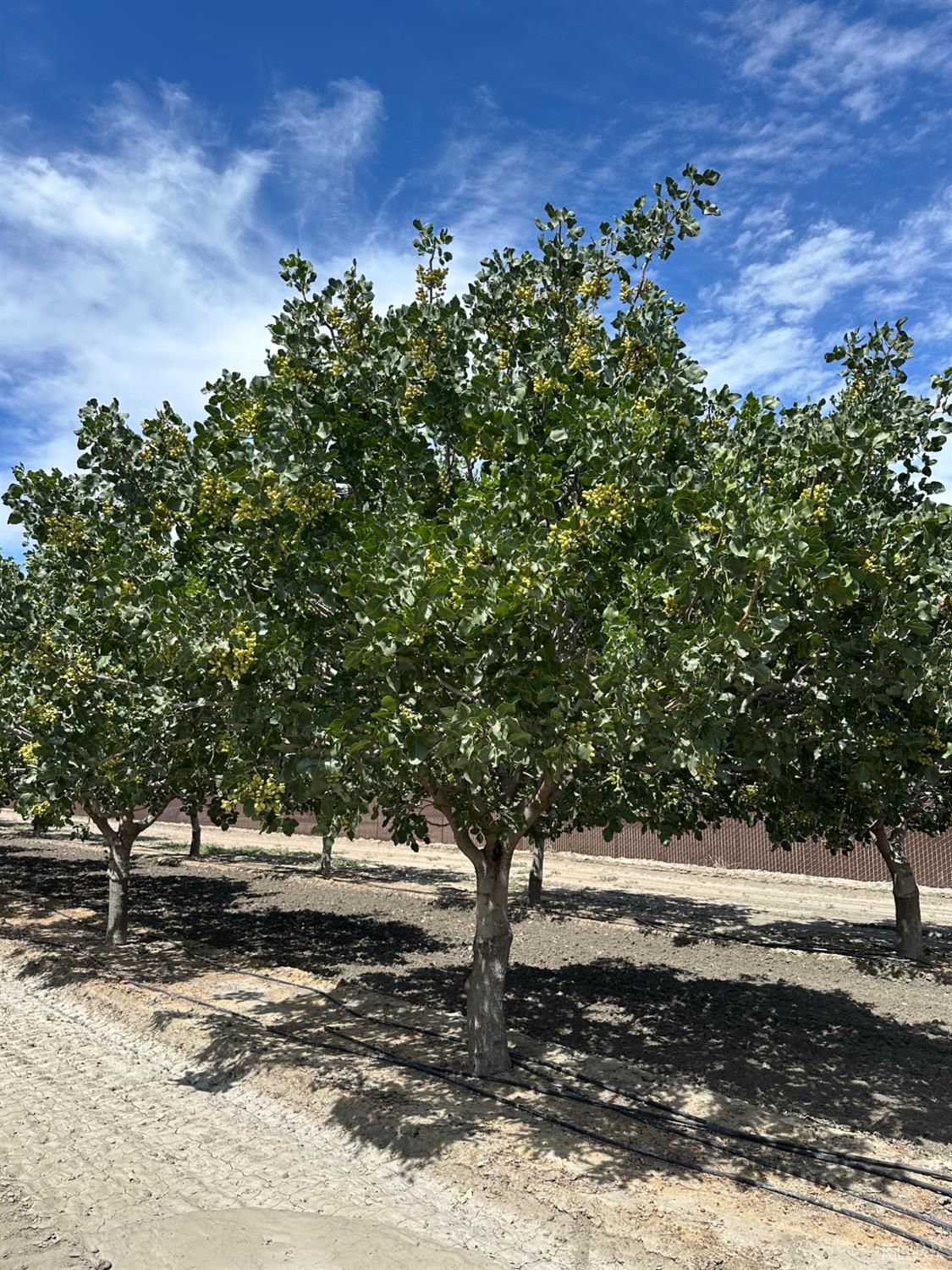 0 Lansing Ave, Lemoore, CA 93245