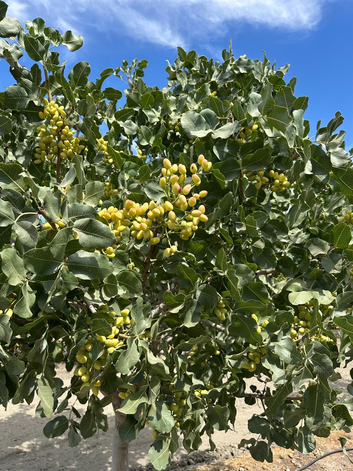 0 Lansing Ave, Lemoore, CA 93245