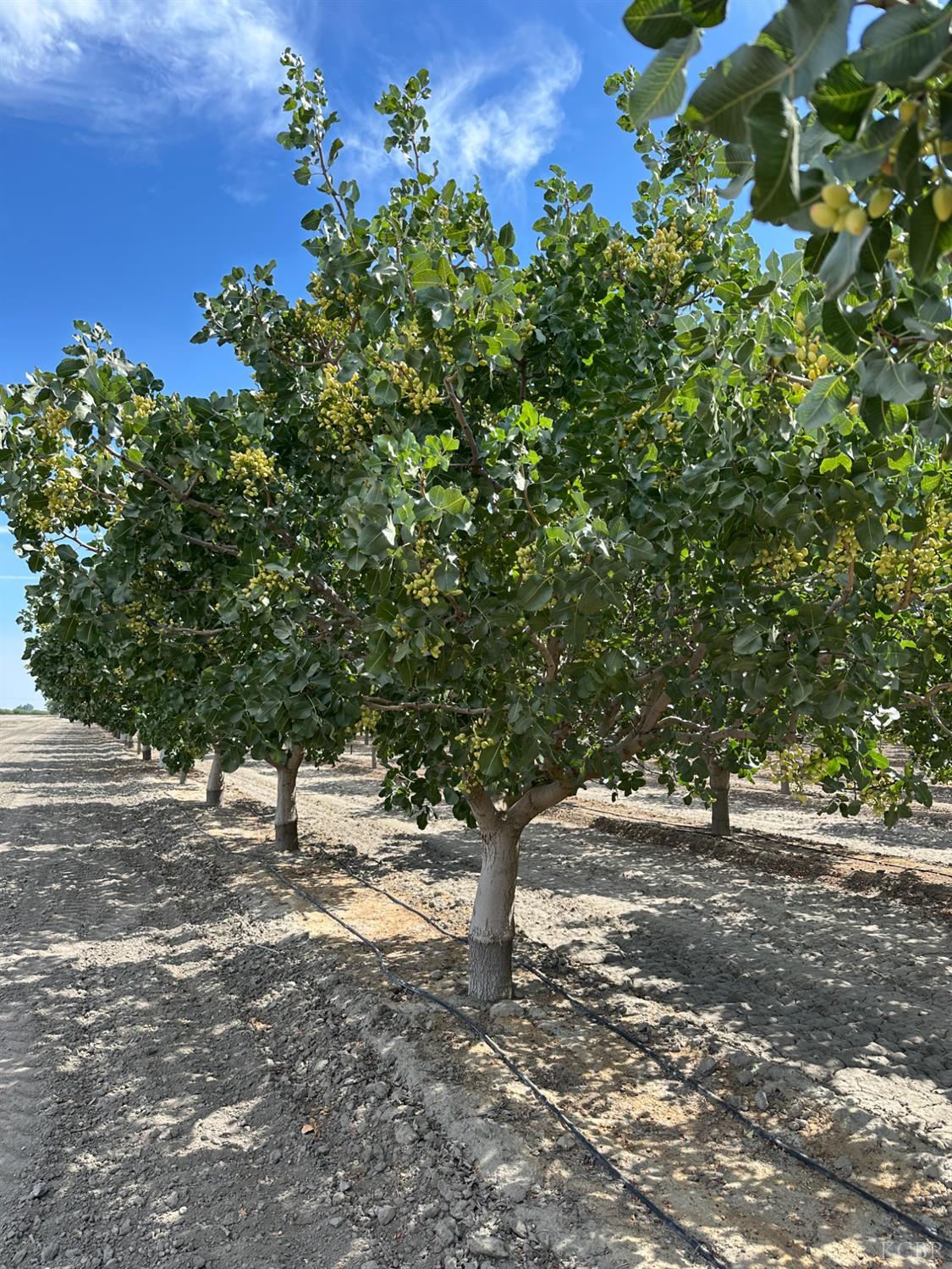 0 Lansing Ave, Lemoore, CA 93245