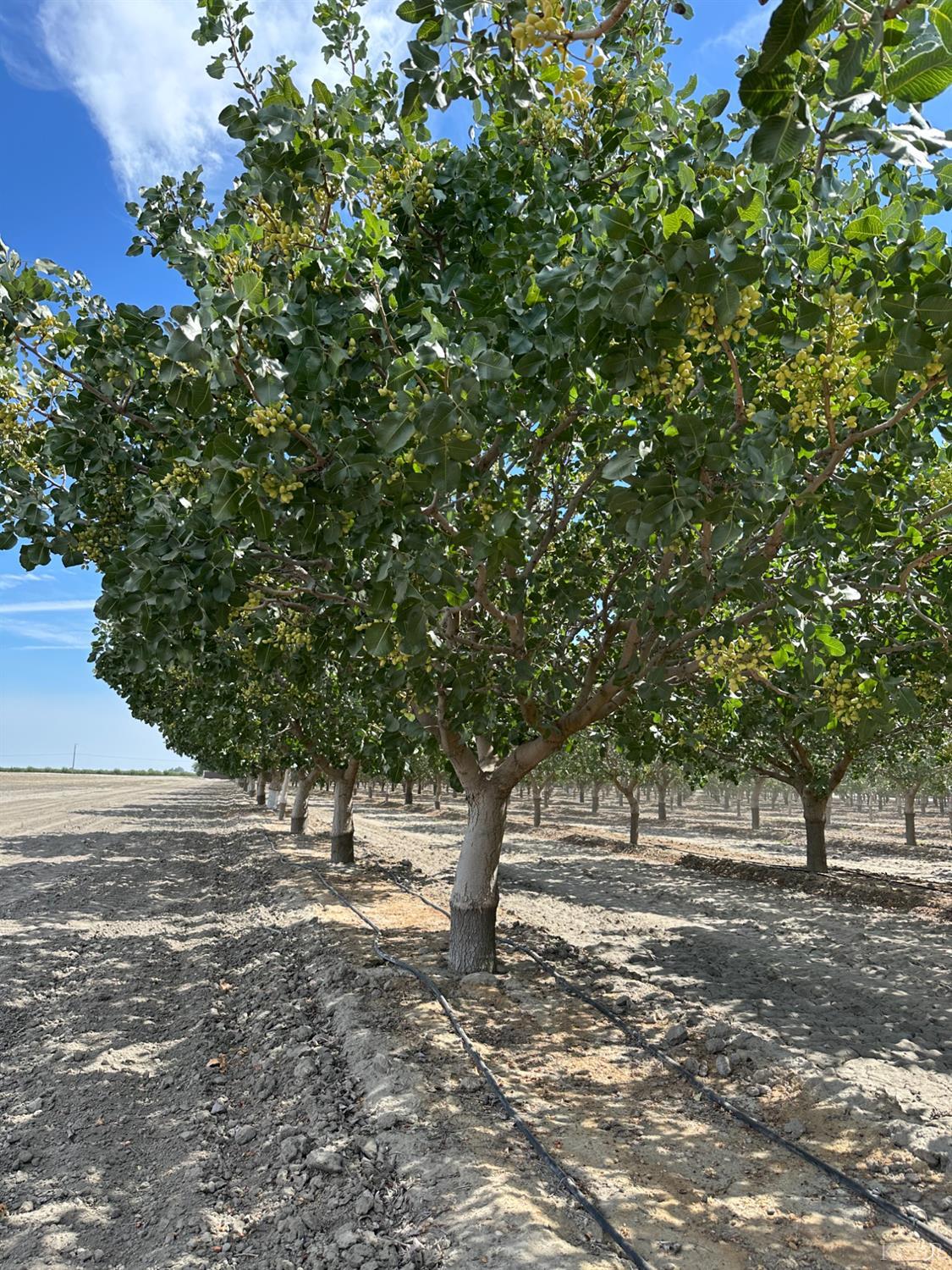 0 Lansing Ave, Lemoore, CA 93245