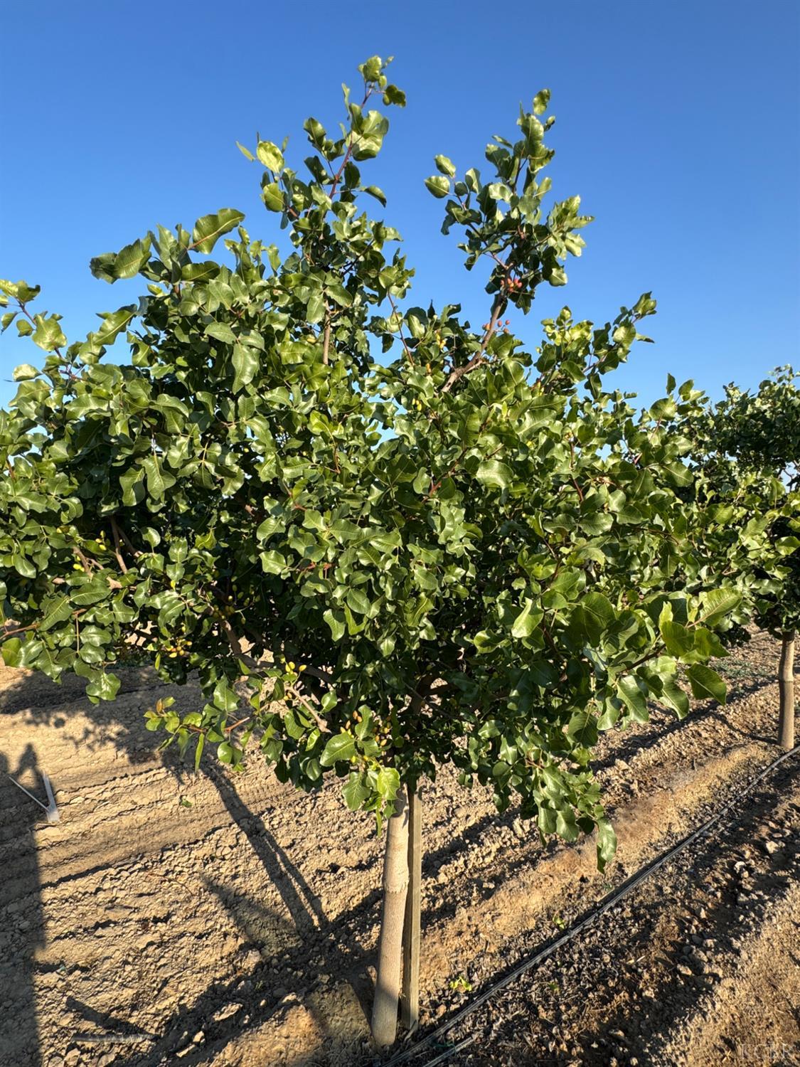 0 Ave 56, Earlimart, CA 93219