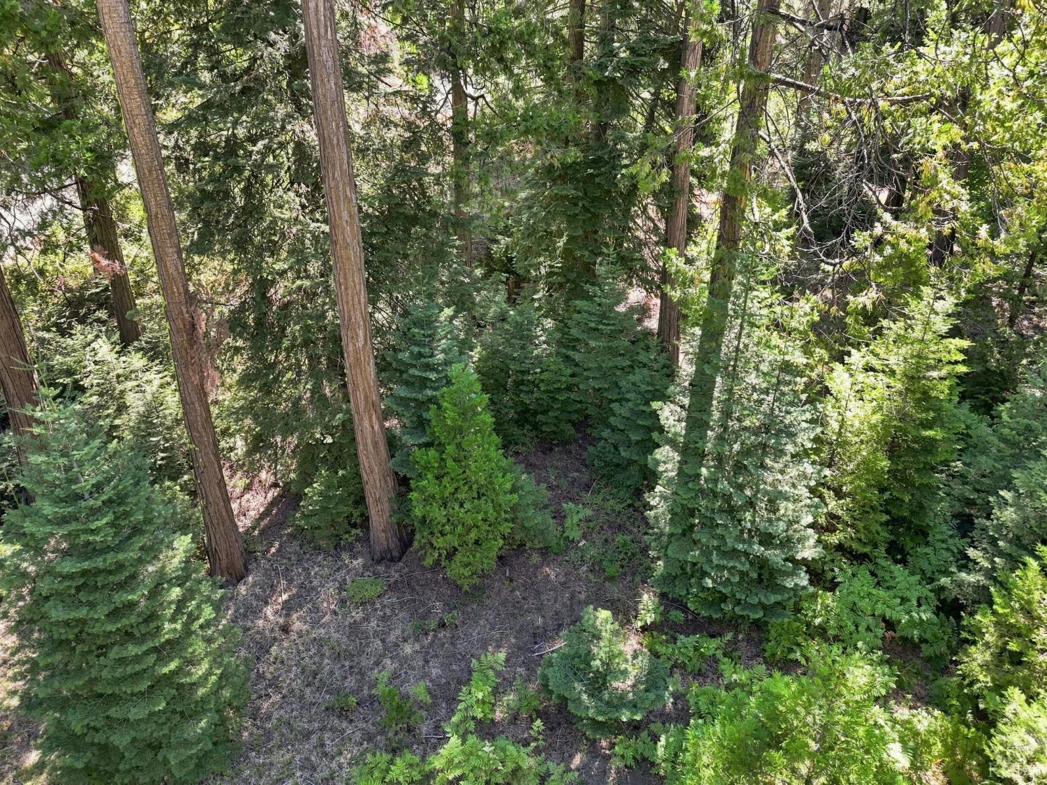 0 Foxglove Ln, Shaver Lake, CA 93664