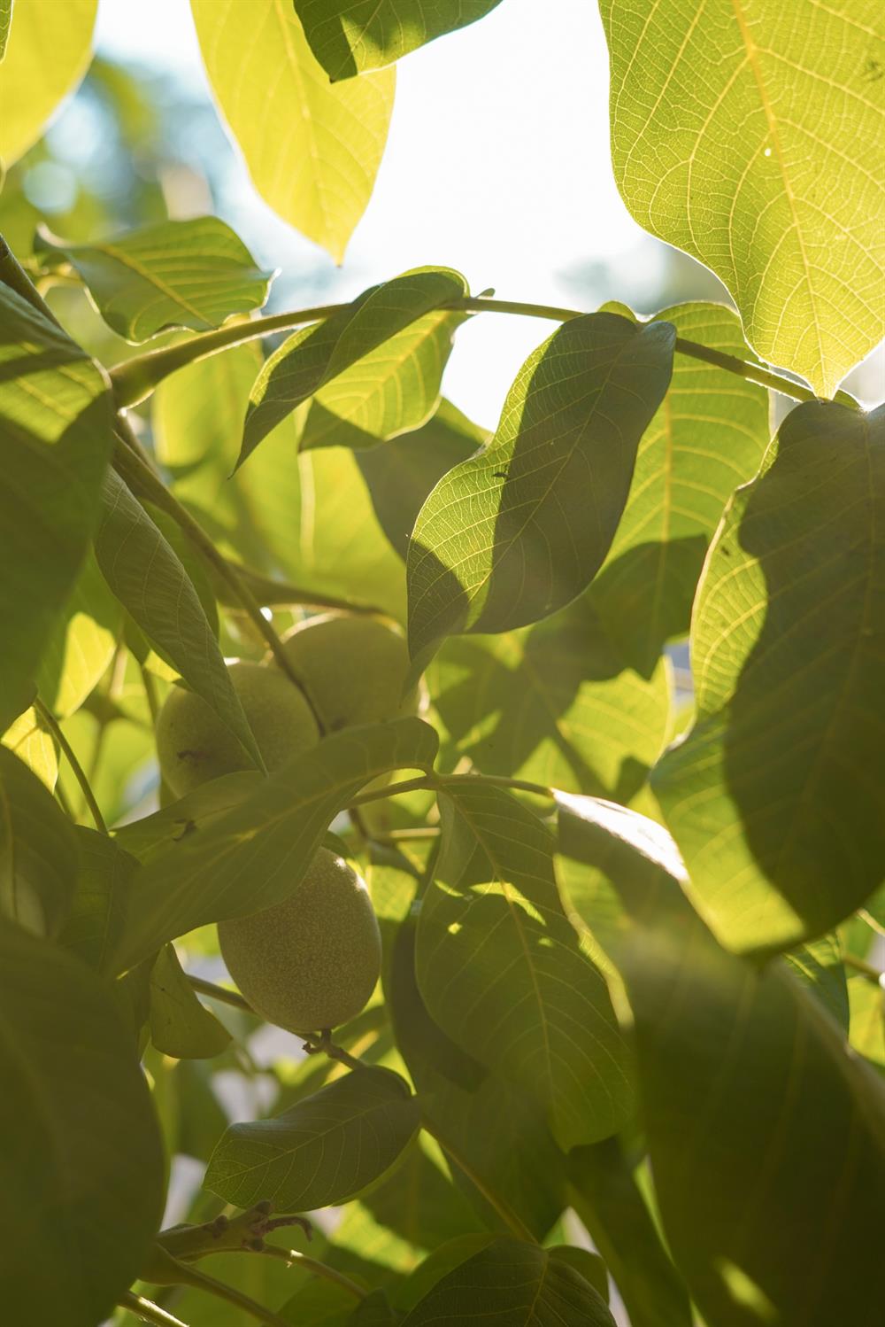 1081 E Gerard Ave, Merced, CA 95341