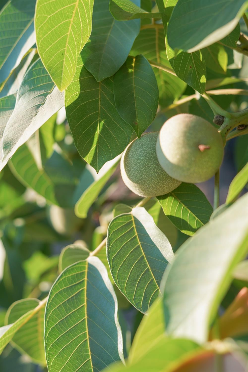 1081 E Gerard Ave, Merced, CA 95341