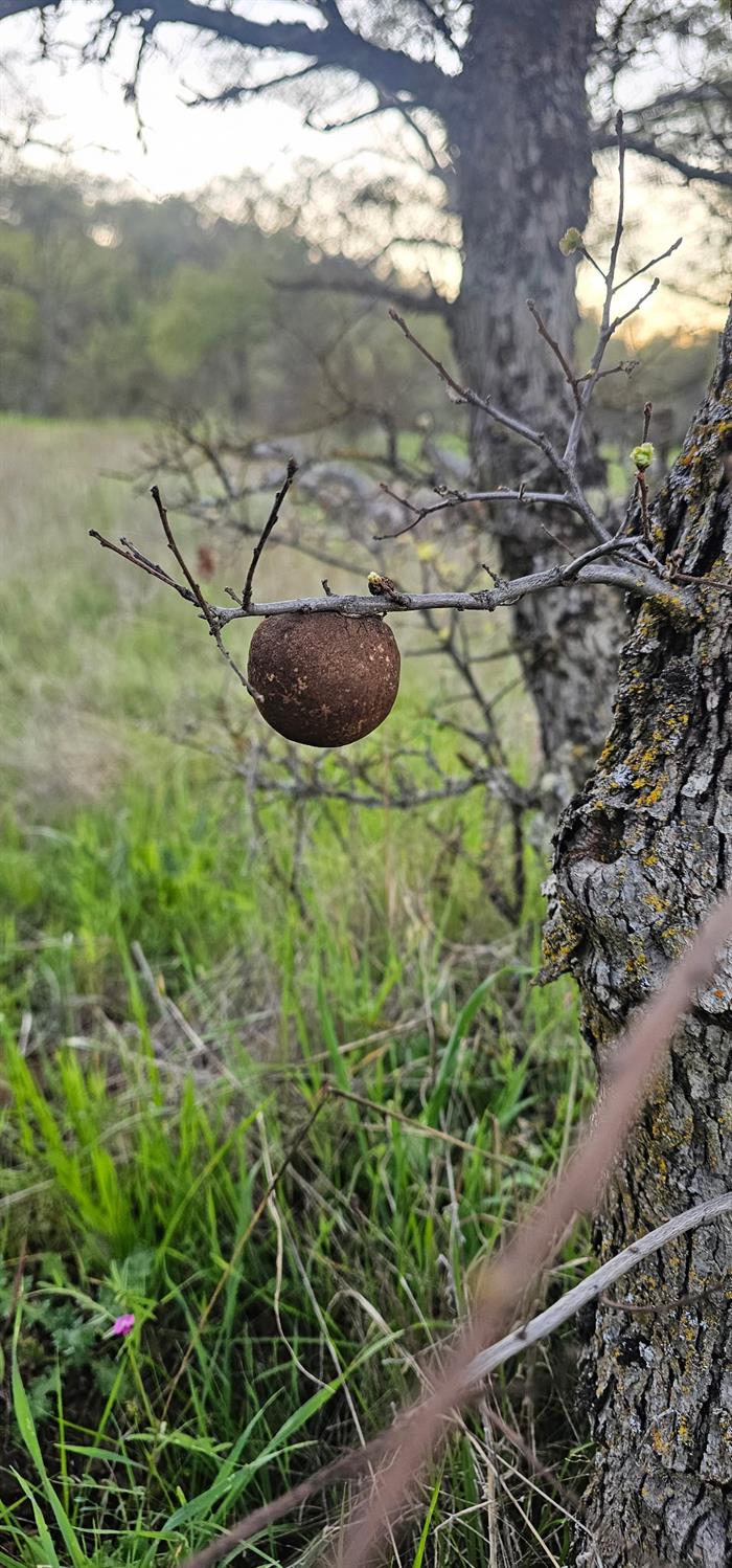 9145 Hunters Valley Rd, La Grange, CA 95329