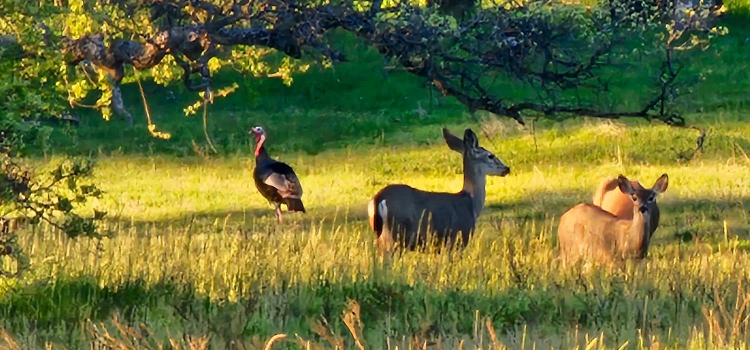 9145 Hunters Valley Rd, La Grange, CA 95329