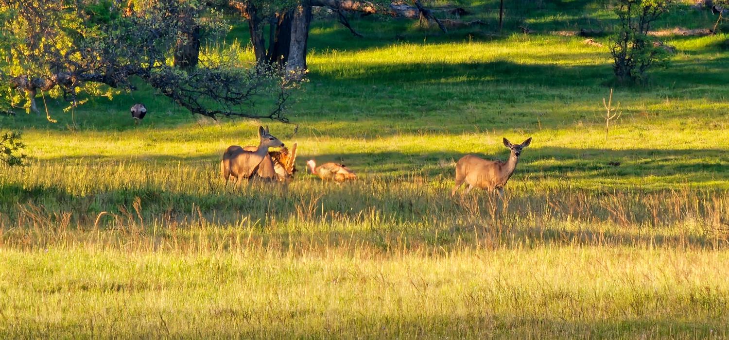 9145 Hunters Valley Rd, La Grange, CA 95329