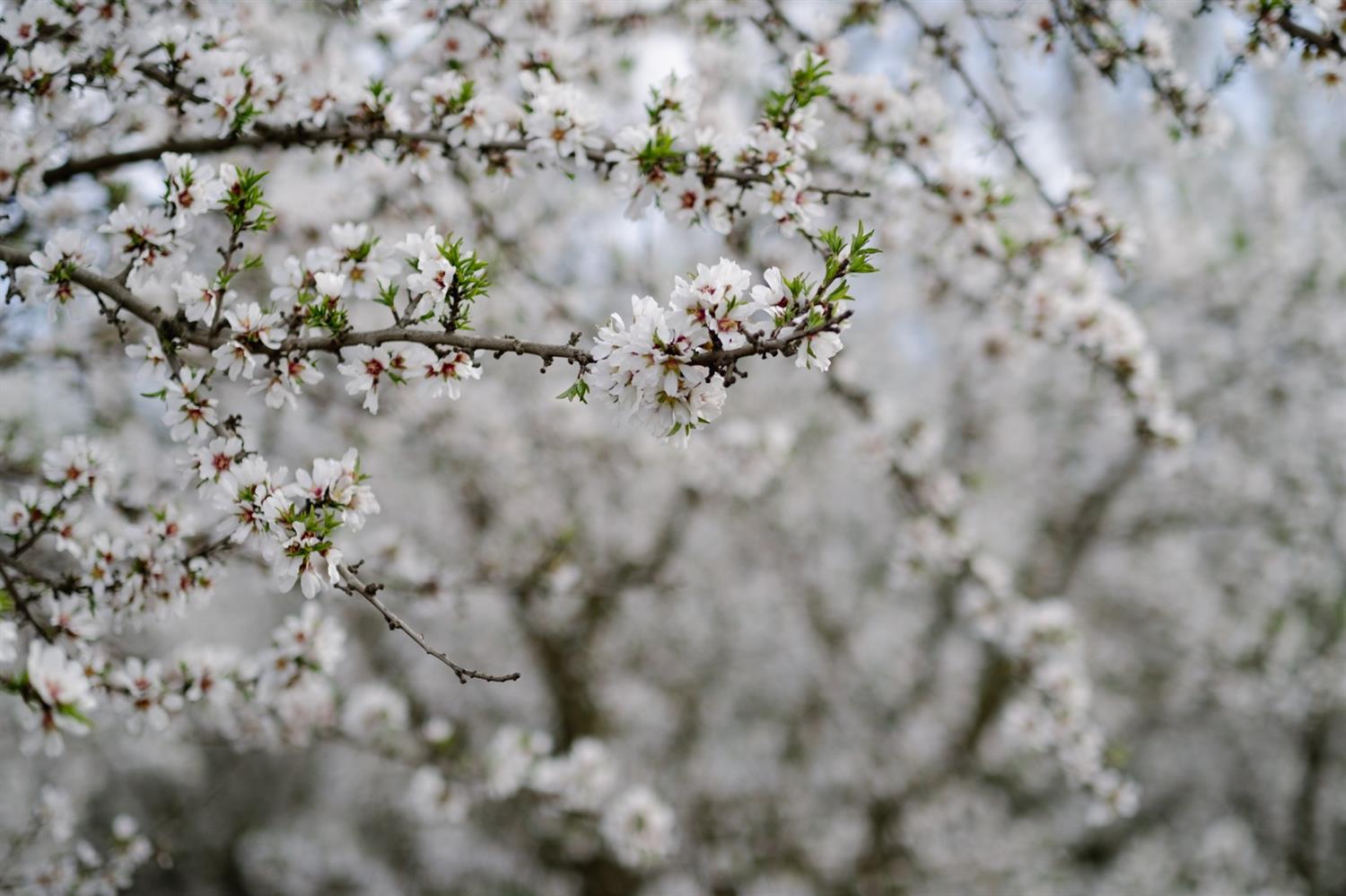 0 Hart Rd, Modesto, CA 95358