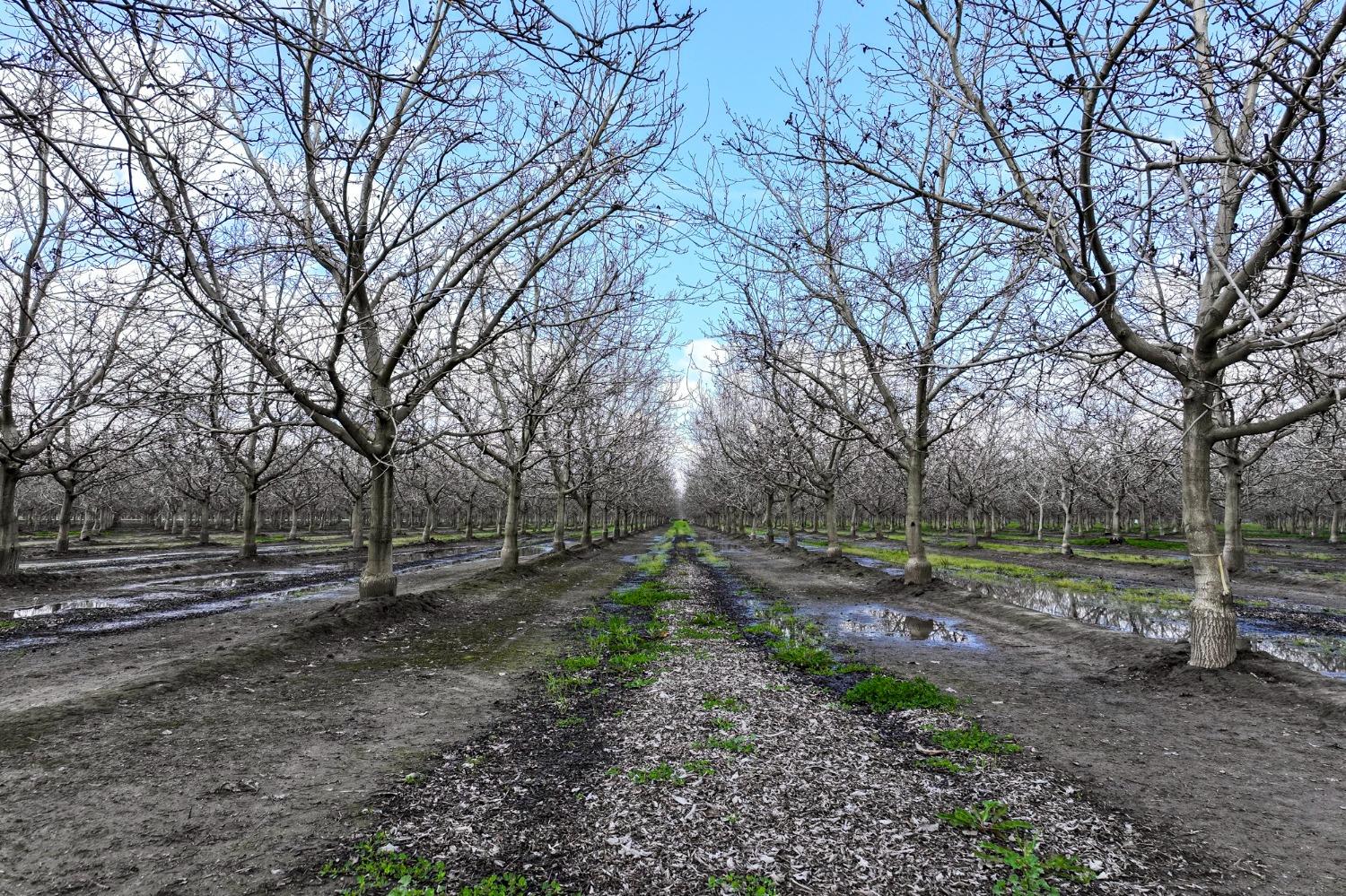 18000 Road 180, Strathmore, CA 93267