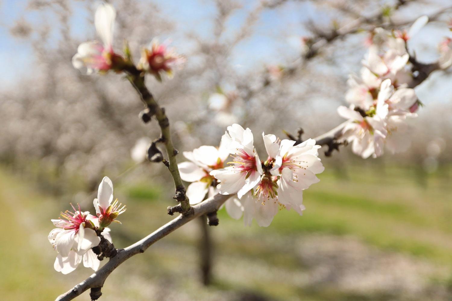 10031 Frankenheimer Rd, Oakdale, CA 95361