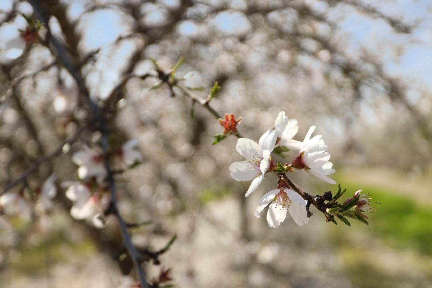 10031 Frankenheimer Rd, Oakdale, CA 95361