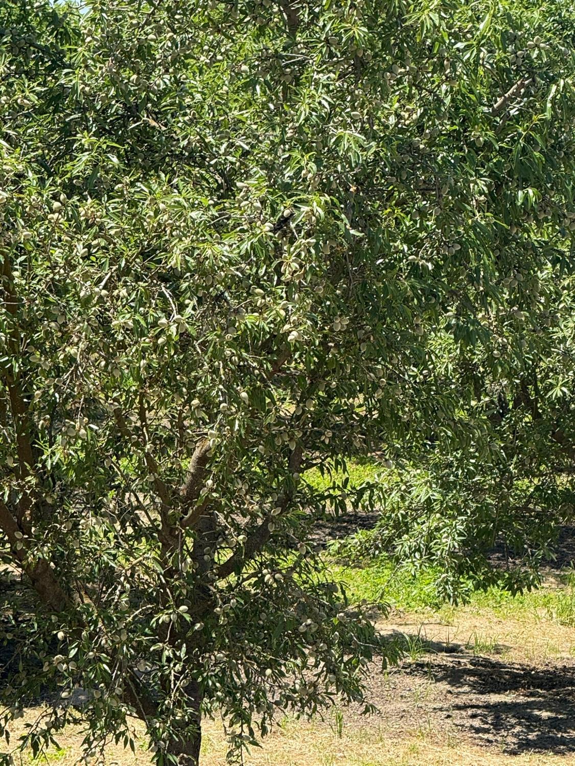 0 Sunset, Livingston, CA 95334