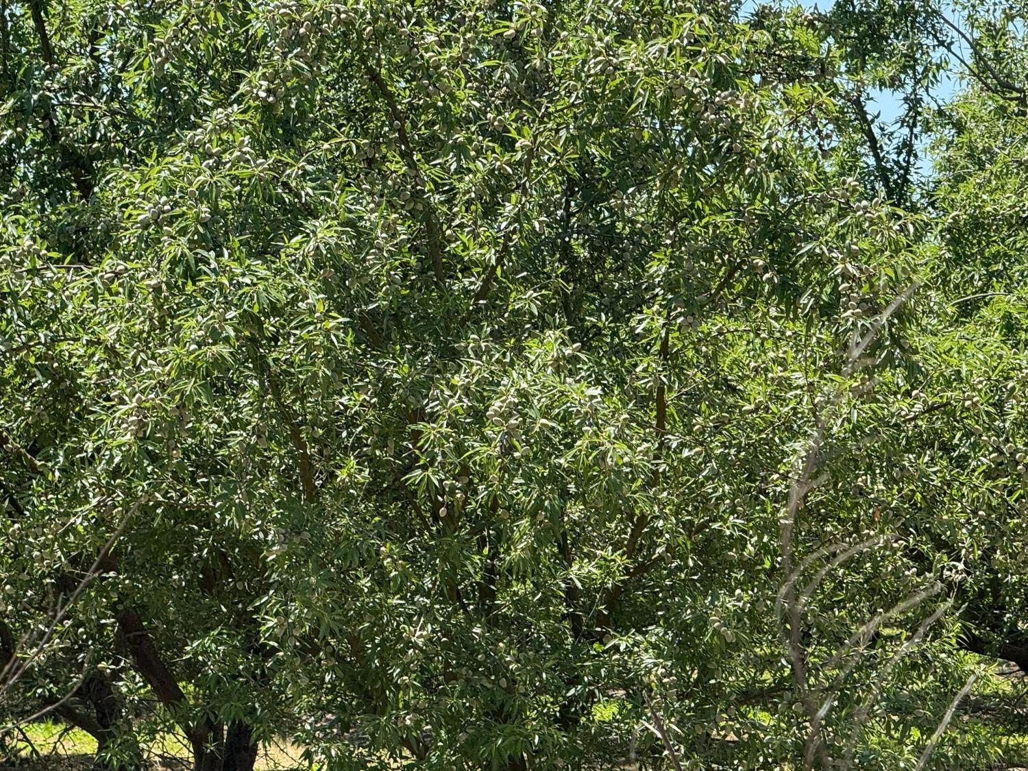 0 Sunset, Livingston, CA 95334