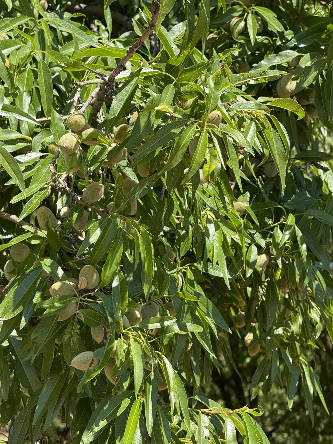 0 Sunset, Livingston, CA 95334