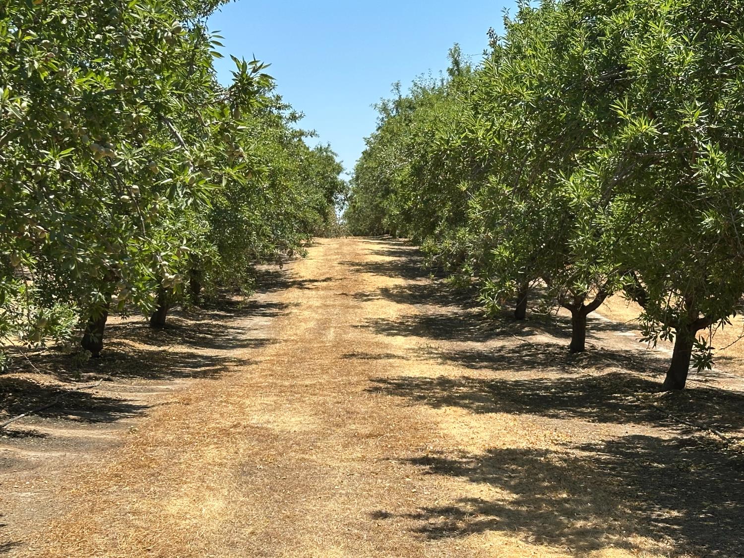 29710 Avenue 15 1/2, Madera, CA 29710